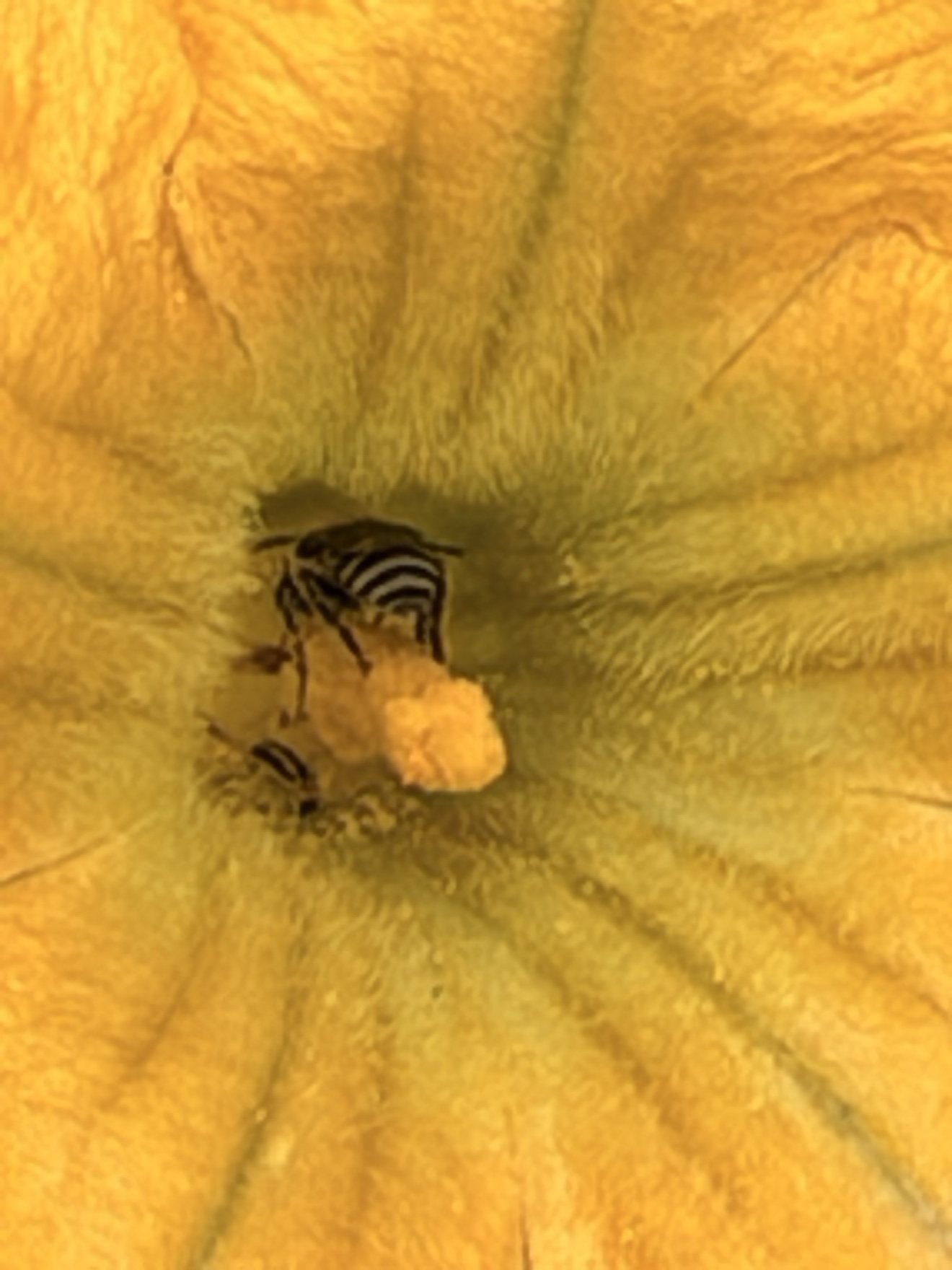 A bee dusted with pollen inside a yellow squash blossom