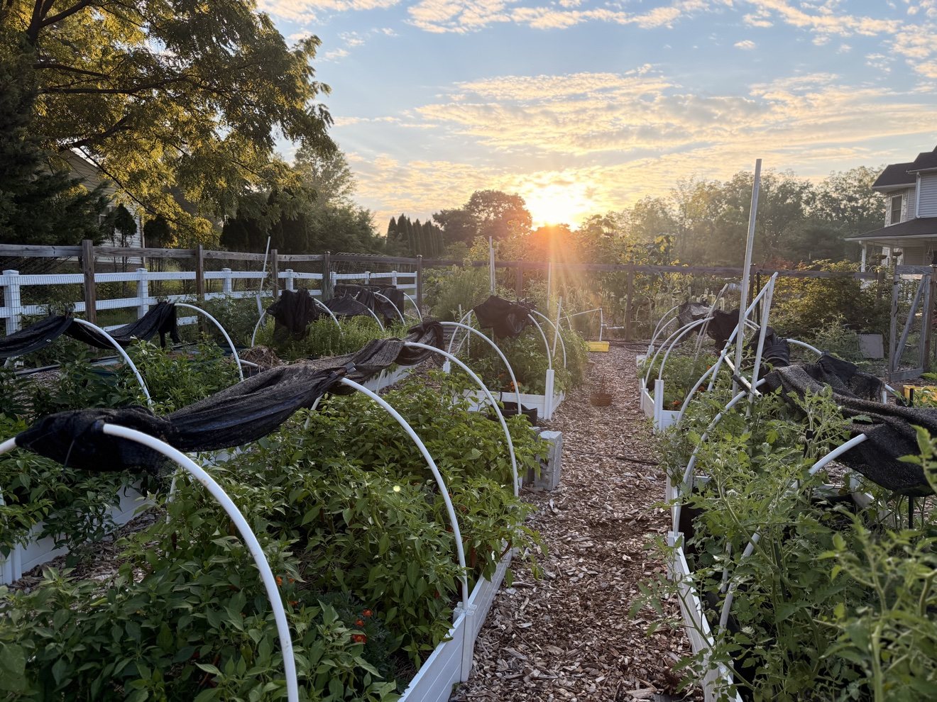 Sunrise over garden beds lined with hoop supports and shade cloth