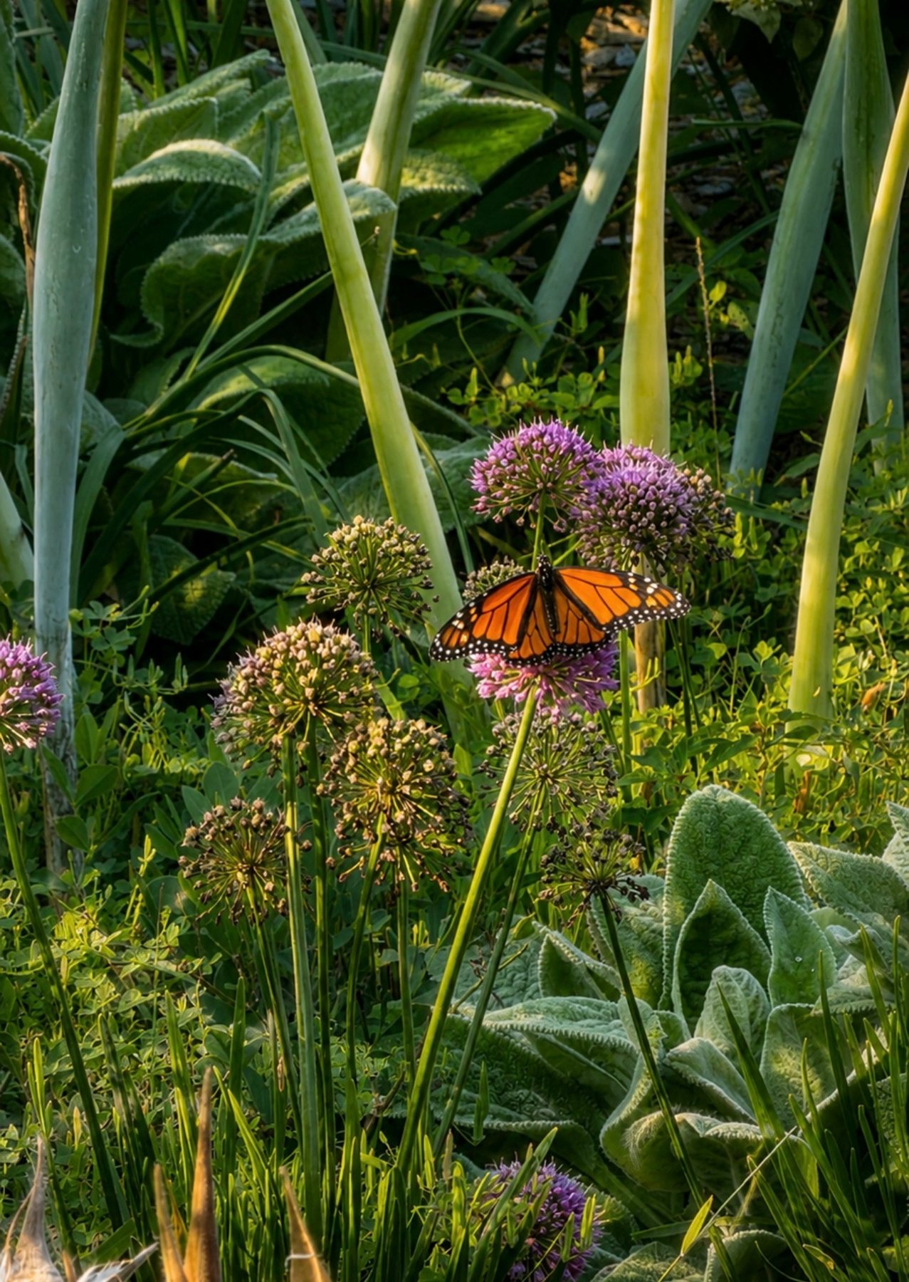 A monarch butterfly on purple allium in warm evening light