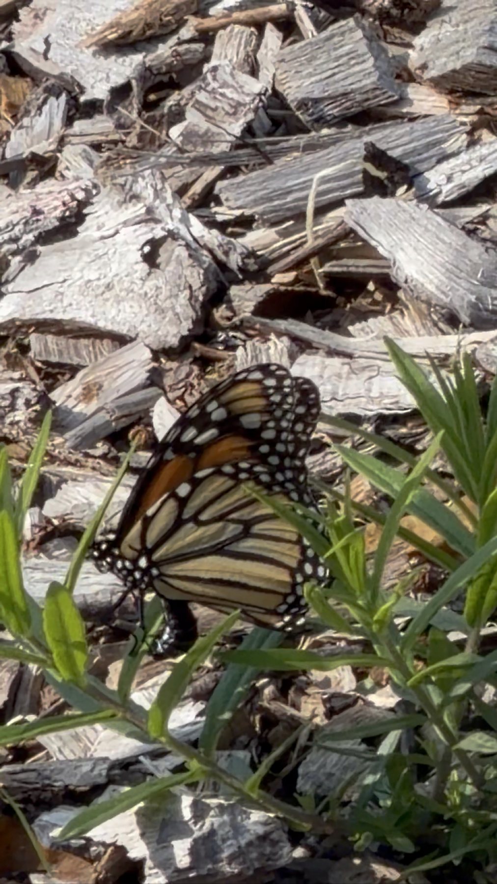 A monarch butterfly resting among grass and wood mulch