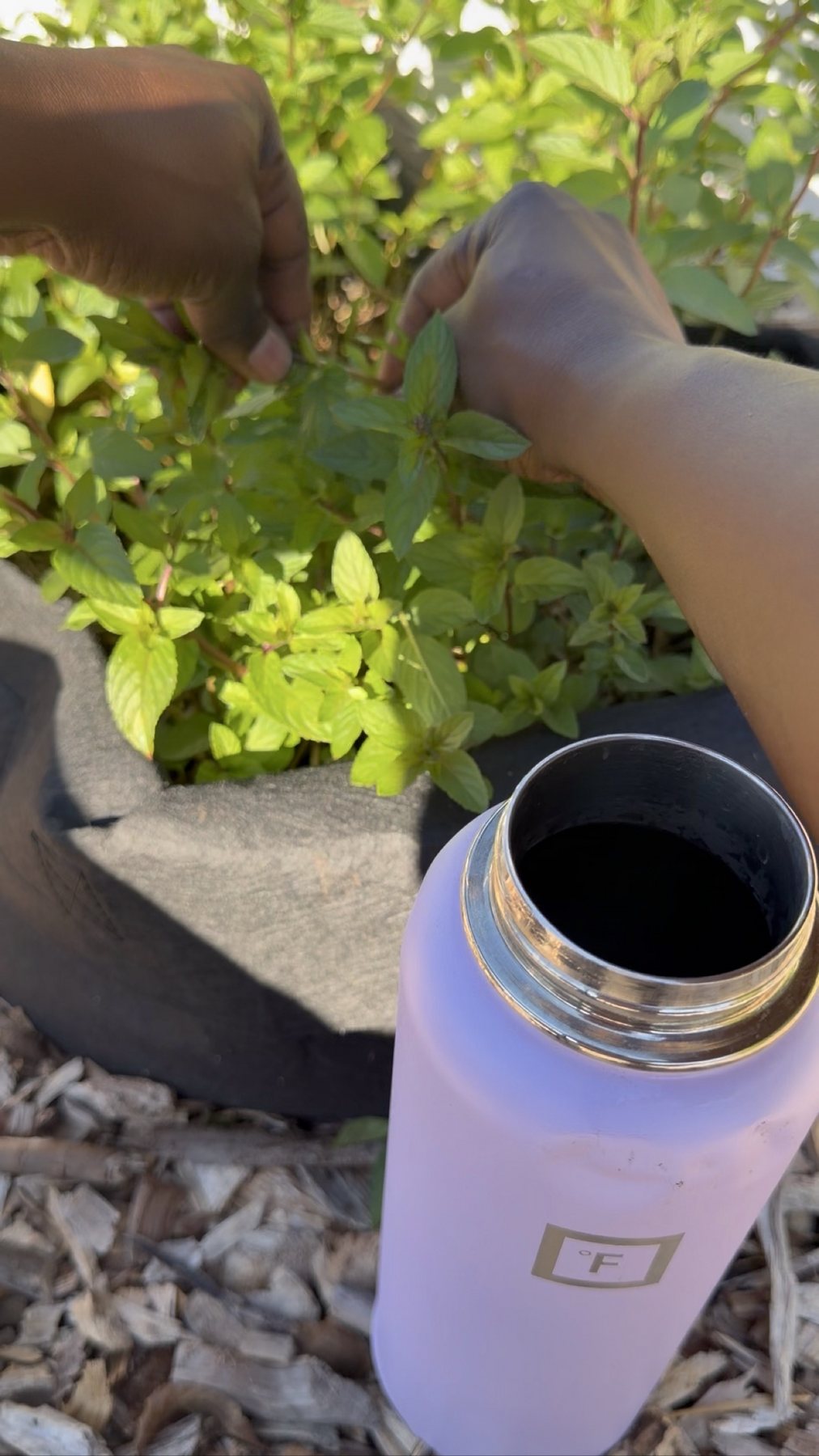 Hands picking mint from a fabric garden pot