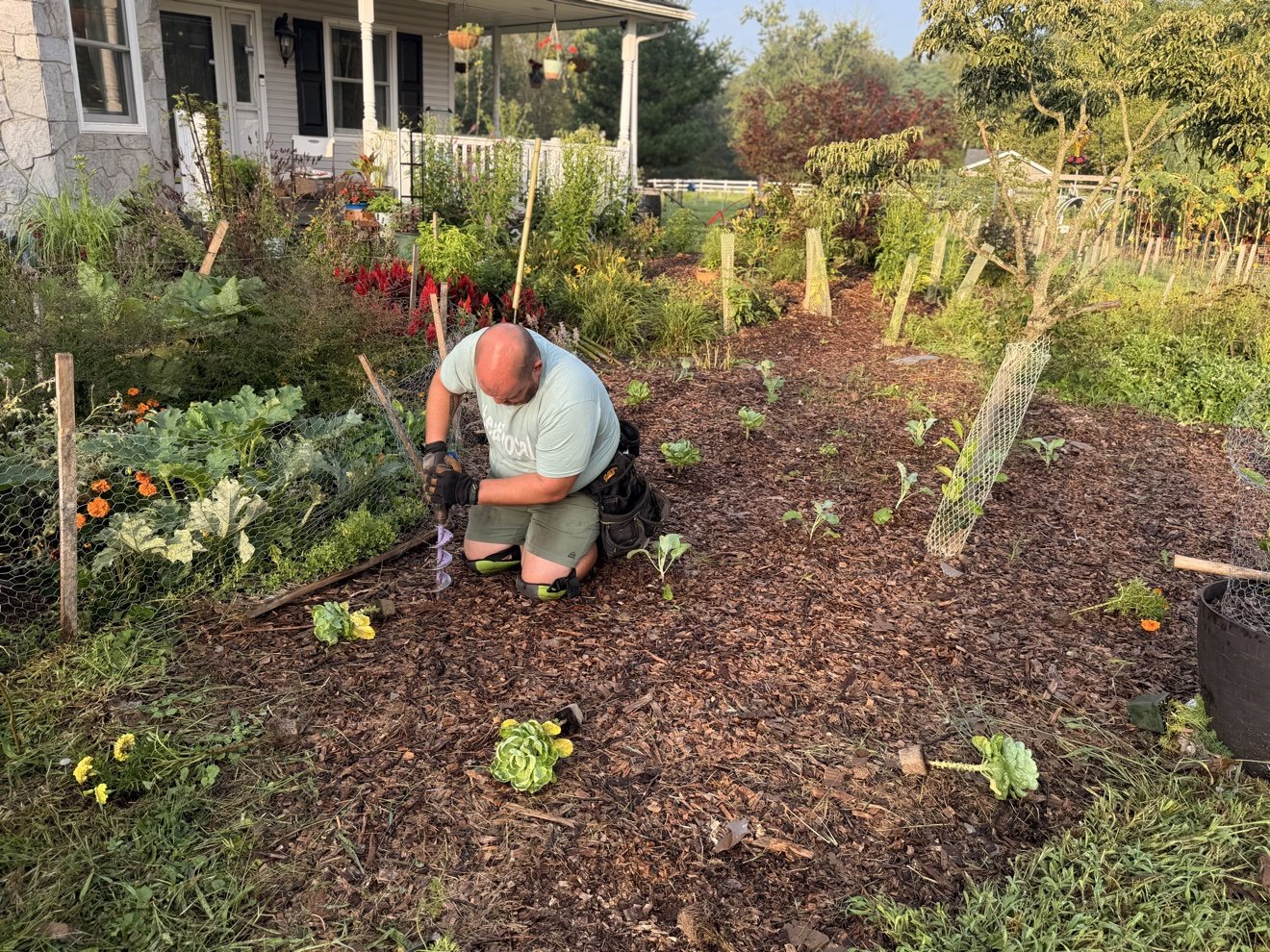Planting young vegetables with a power auger in a mulched garden bed