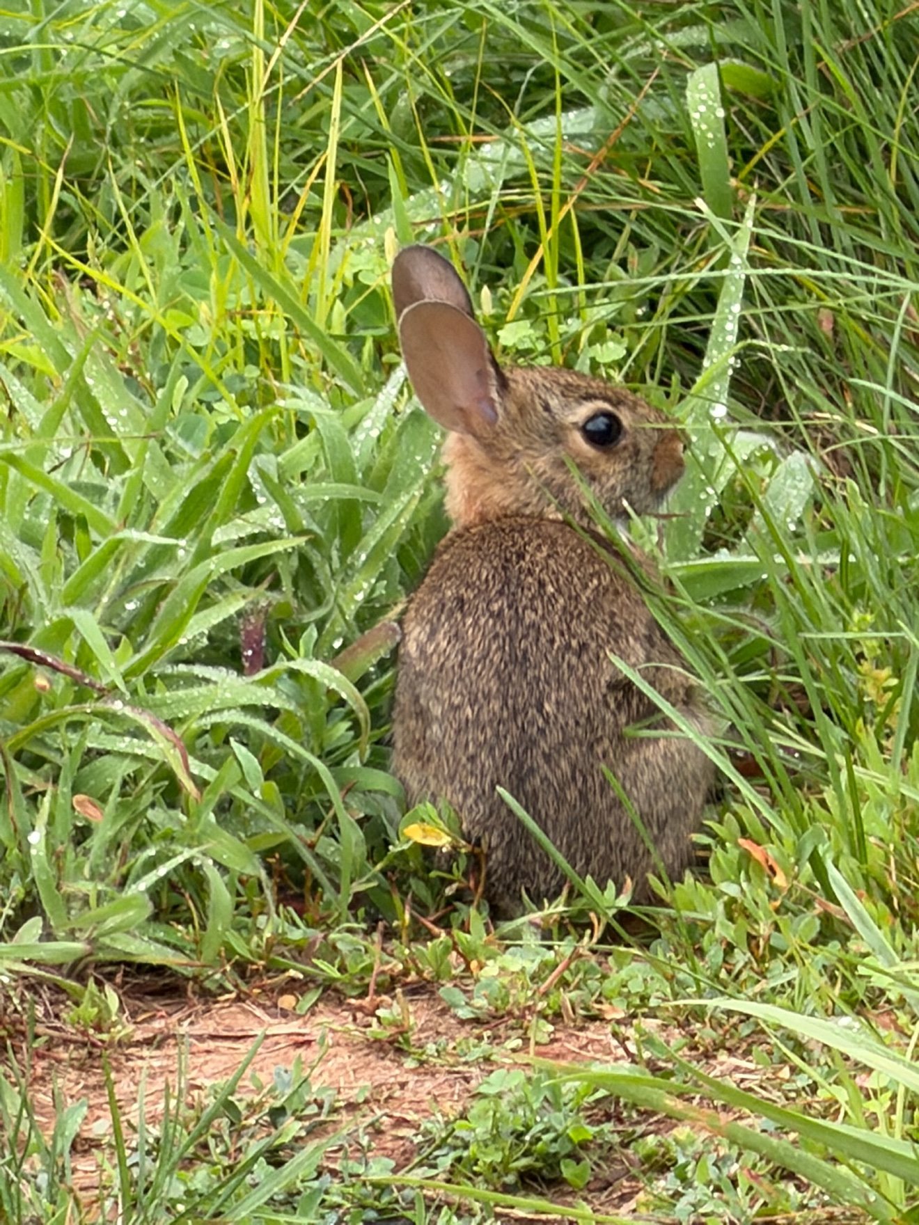 A young rabbit sitting in dew-covered grass