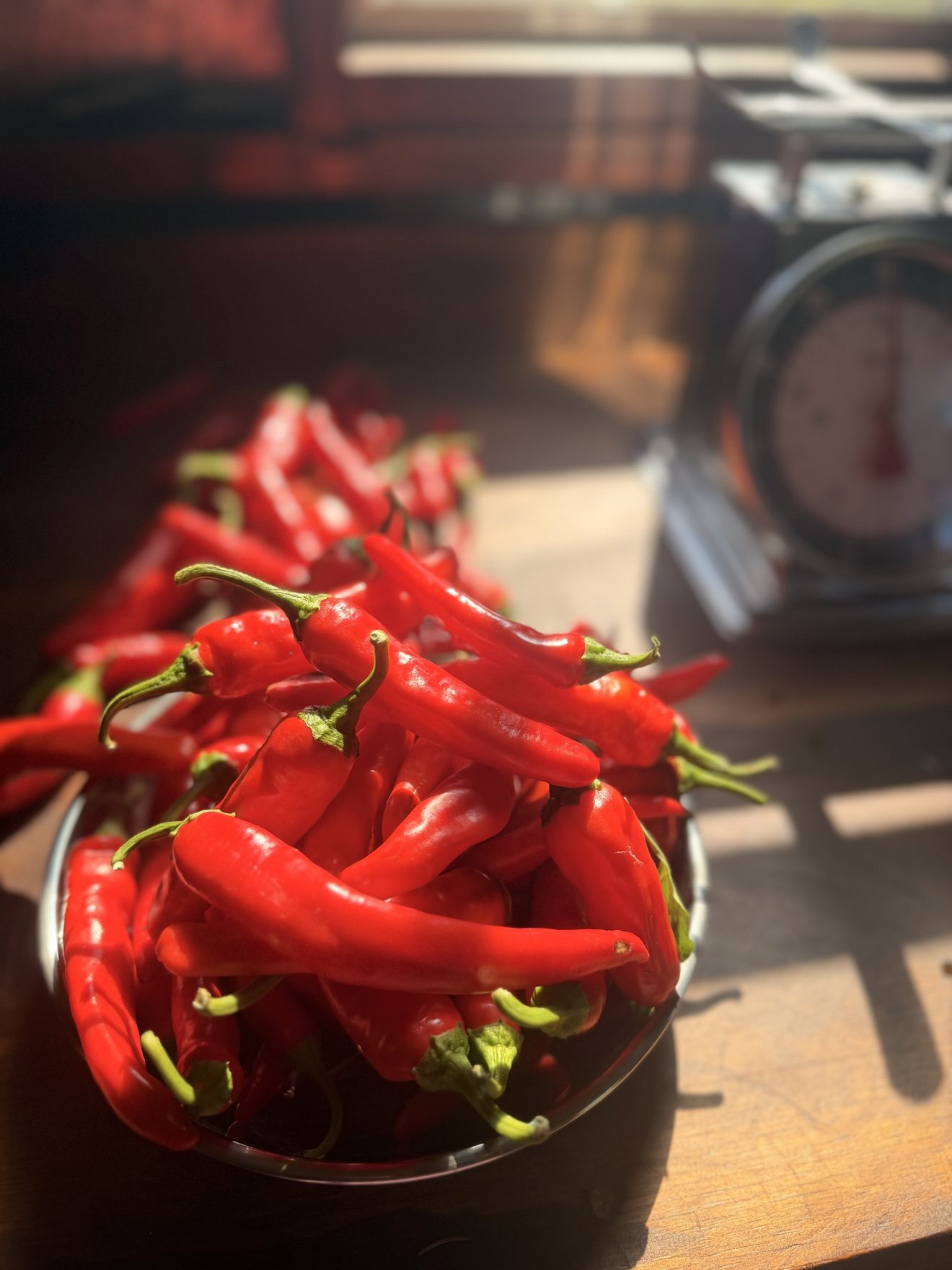 A sunlit bowl overflowing with freshly picked red chilies