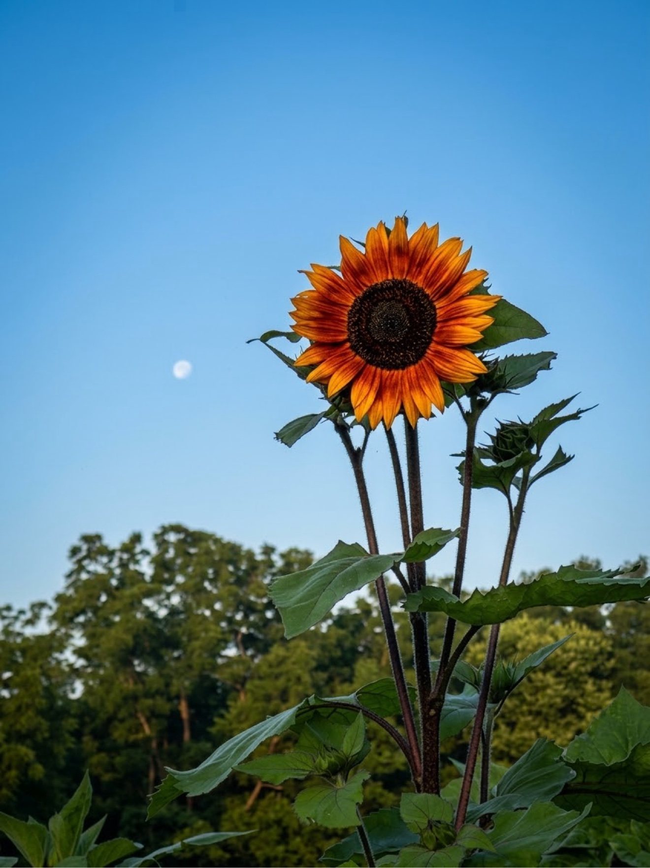 An orange sunflower beneath a pale moon in a blue sky