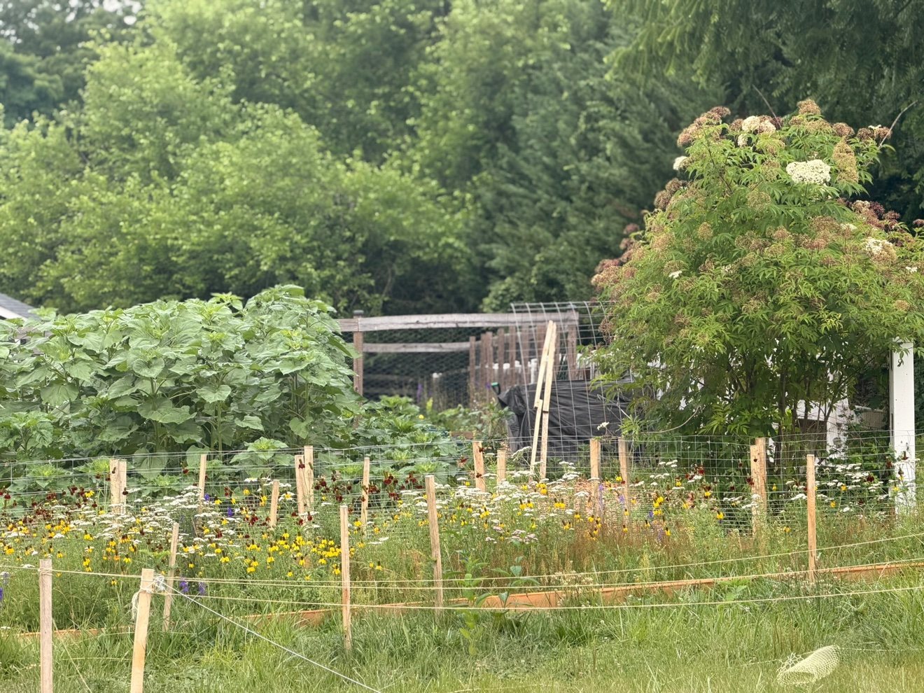 A wildflower meadow strip growing along the garden fence